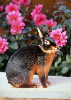 Vorbewertung Kaninchen