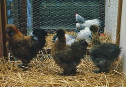 Vorbewertung Geflügel